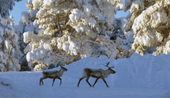 Hans Christian Hansen_Perinnetietoprojekti.jpg