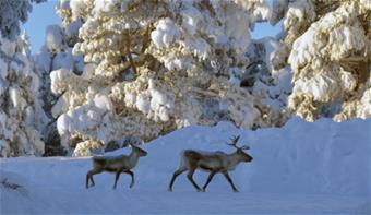 Hans Christian Hansen_Perinnetietoprojekti.jpg