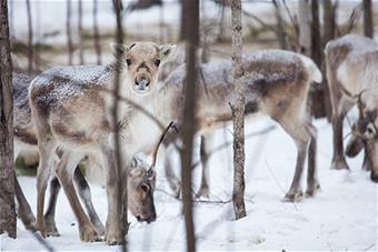 Poroja ruokailemassa talvisessa metsässä.
