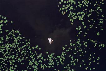 Ihminen liikkuu tummassa vedessä, jossa on kasvillisuutta. Kuva Anna Kekkosen Rajapinta-elokuvasta.