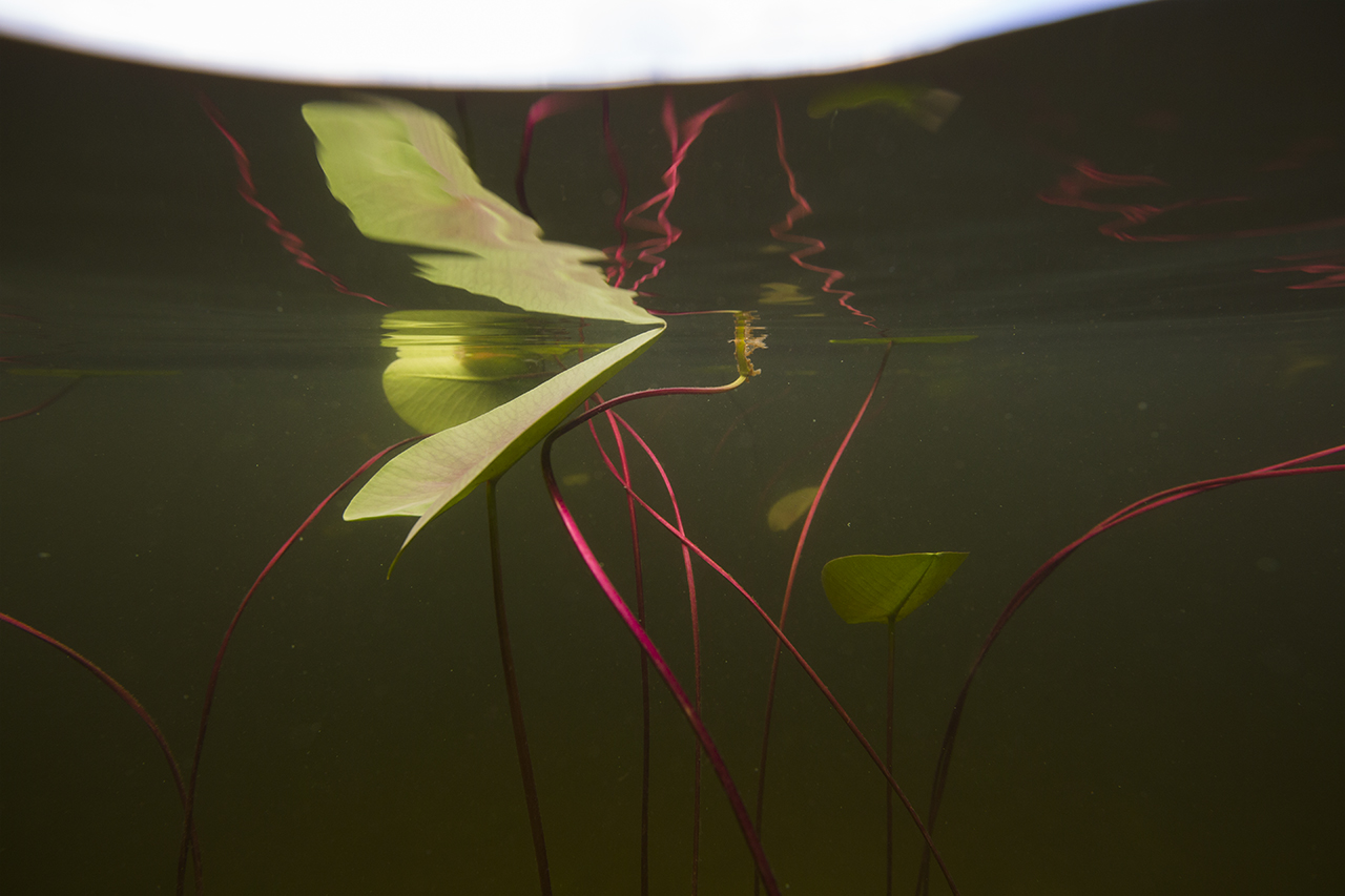 Fragmentoituneita hetkiä veden alta