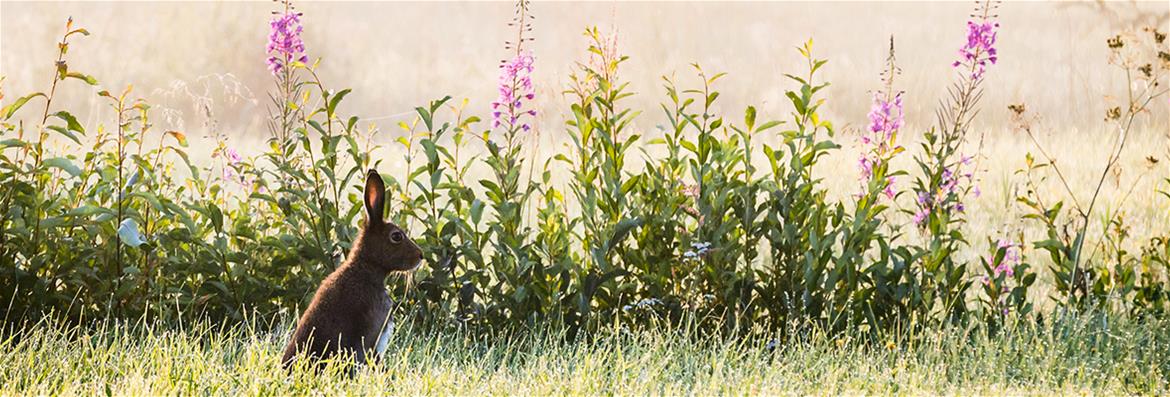 Opetushallituksen rahoittamat täydennyskoulutushankkeet