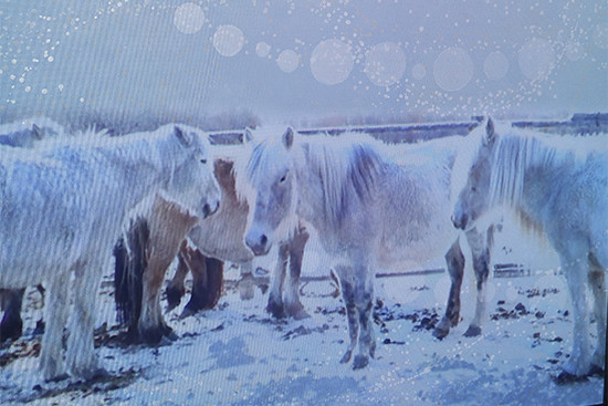 Anu Osvan Kanssakulkijat-näyttelyssä perehdytään arktisiin kotieläimiin