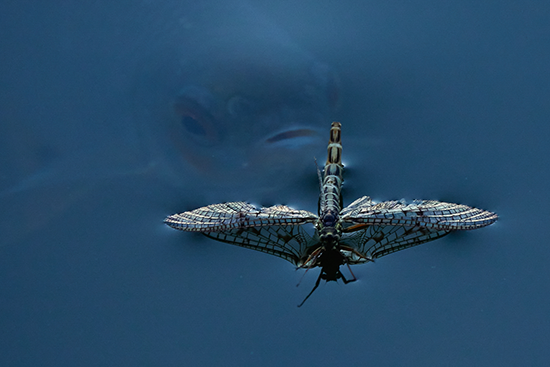 Luontokuvat_E.1._Uhka syvyyksistä_Antti Strang 550x367.png