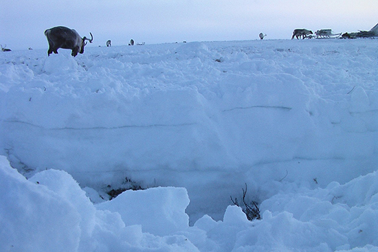 30.11. Florian Stammler - two layers of ice in deep snow following the rain on snow events of Nov 2006 550x367.jpg