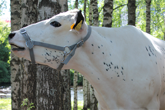 Lapin lehmä Anne Tuomivaara 550x367.png