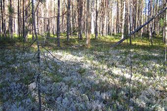 Metsää, jossa runsaasti jäkälää verkkoaidan toisella puolella.