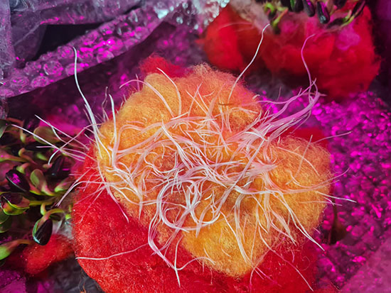 Yksityiskohta Melanie Sarantoun teoksesta Kasvu! (Growth!), 2021. Teos on huovutettu tekstiili, johon on tehty tikkaukset teokseen kuuluvan orgaanisen materiaalin juurikasvun avulla. Kuva: Melanie Sarantou.