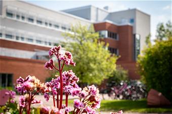 Lapin yliopisto kesällä