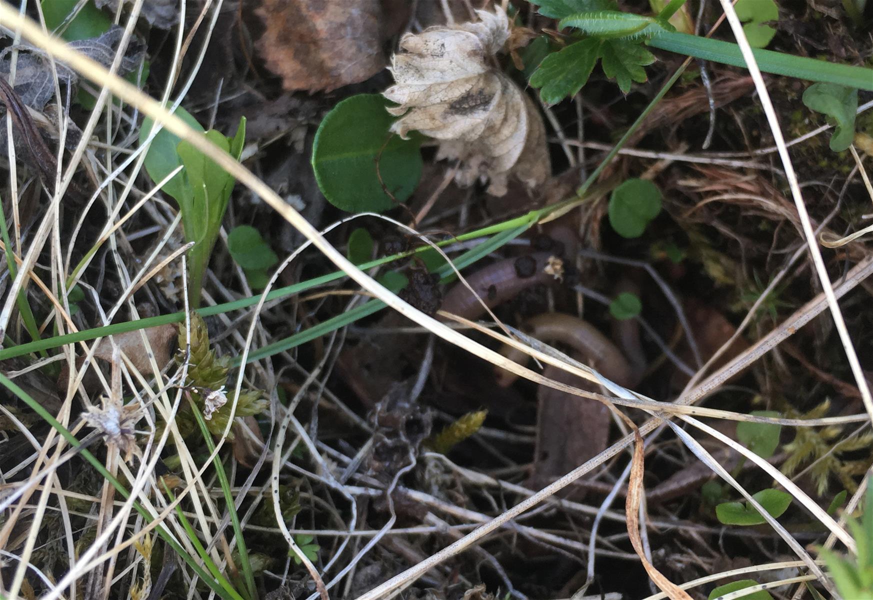 Kastemato tundrakasvillisuuden katveessa-Gesche Blume-Werry-www.jpg