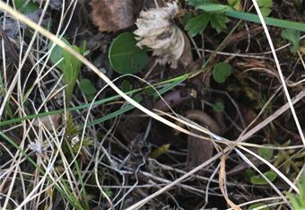 Kastemato tundrakasvillisuuden katveessa-Gesche Blume-Werry-www.jpg